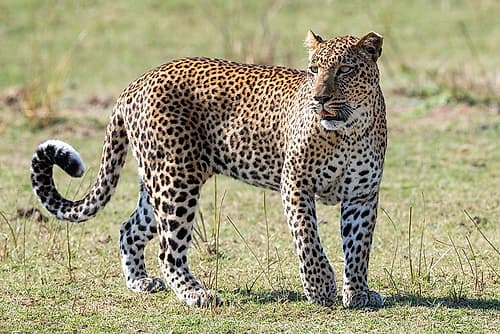 Zambia-South Luangwa National Park. African leopard. Art Print by Cindy Miller Hopkins